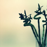 30-Tage-Beauty-Aging-Programm für strahlende Haut